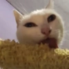 🐈‍⬛Gatos |Elote 🌽😻 8
