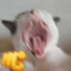 Gatos shit 🐈‍⬛❤️ 8