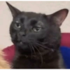 Reaction meme tiktok trend📸 12