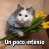 Gatitos para el chat🐾💬🐈🐈‍⬛ 6
