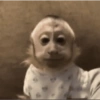 Macaquinhos 🐒 10