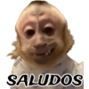 Saludos 24/7 🐵 14