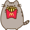 Gatinho fofo 25