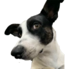 Bruce Wayne Dog 18