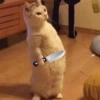 😡🐱 GATOS ENOJADOS 🐱😡 15