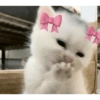 Gatitos de amor 💕🐱 16