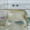 Frog 24
