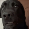 Tiktok reactions meme/trend #2 7