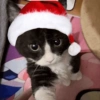 Natal cat. | @ocenferios Haki. 8