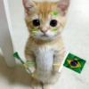 🇧🇷⚽️ BRASIL ⚽️🇧🇷 29