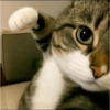 MEME KUCING 2 9