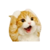 Cat meme reaction 🐈🆕 16