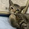 Gatinhos Melhores Reações 11