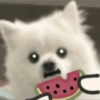 Dog 10
