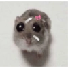 Sad hamster 9
