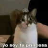🐈‍⬛🤣Michis Lovers Para ti🤣🐈‍⬛ 5