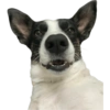 Bruce Wayne Dog 15