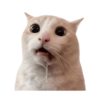 Cat meme reaction 🐈🆕 5