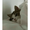 Gatitos 2🐈❤️ 14