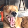 Perro bostezando 6