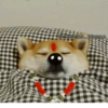 Cats and dogs funny 8