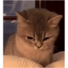 Pets fofos  8