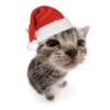 Cat christmas special 9