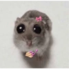 Sad hamster 6