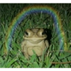 Frog 23