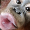 Macaquinhos 🙊🤣 8