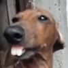 Más y Más Perritos 🐶🐾 17