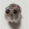 Sad hamster 5