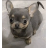 Dogs!  5