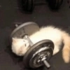 Pets fofos  28
