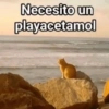 Necesito un playacetamol