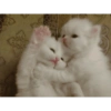 Gatitos de amor 💕🐱 9
