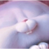 Snowball 🐇 28