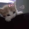 Gatitos de amor 💕🐱 17