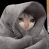 Gatitos triste 🥺 7