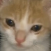Gatitos triste 🥺 9