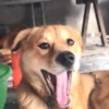 Perro bostezando 5