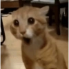 Cat Meme 19
