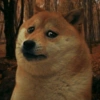 Cats and dogs funny 11