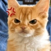 😡🐱 GATOS ENOJADOS 🐱😡 6