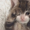 Gatitos triste 🥺 5