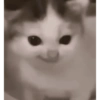 Cat Meme 10