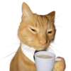 Cat meme reaction 🐈🆕 15