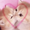 Gatitos de amor 💕🐱 6
