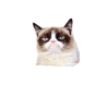 Gatos y algo mas 24