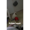 Kahpe hayat